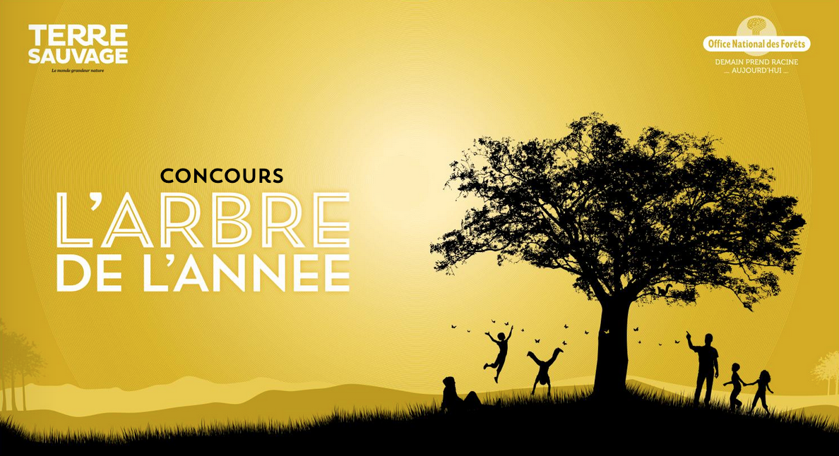 Votez pour l'arbre de l'année 2025